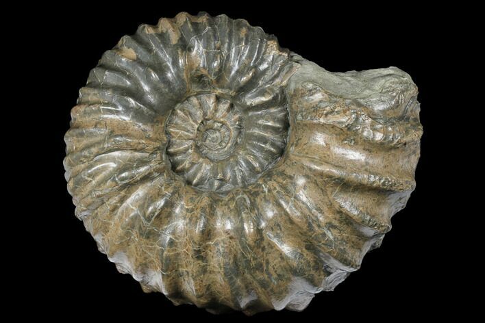 Rare, Cretaceous Ammonite (Hoplites) Fossil - France #177614